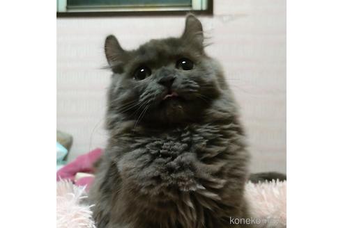 成約済の愛知県のミヌエット-43623の1枚目