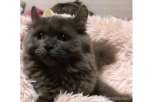 成約済の愛知県のミヌエット-43623の4枚目