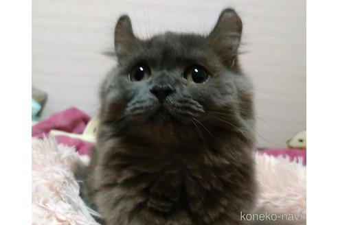 成約済の愛知県のミヌエット-43623の3枚目