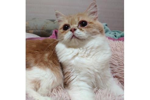 成約済の愛知県のスコティッシュフォールド-45338の5枚目