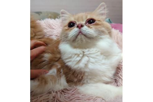 成約済の愛知県のスコティッシュフォールド-45338の4枚目