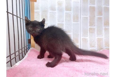 成約済の東京都のアメリカンカール-45308の2枚目