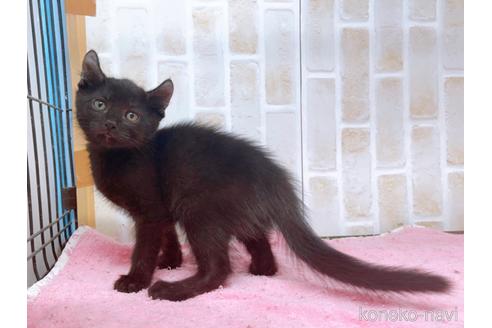 成約済の東京都のアメリカンカール-45308の3枚目