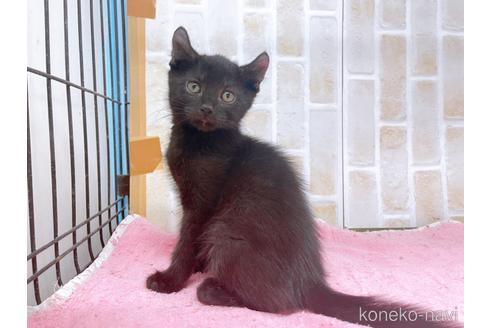 成約済の東京都のアメリカンカール-45308