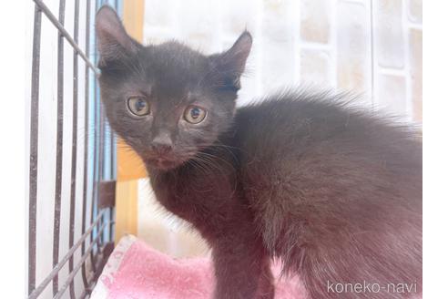 成約済の東京都のアメリカンカール-45308の4枚目