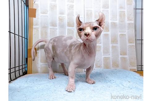 成約済の東京都のその他の猫種-31114の32枚目