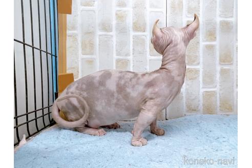 成約済の東京都のその他の猫種-31114の31枚目