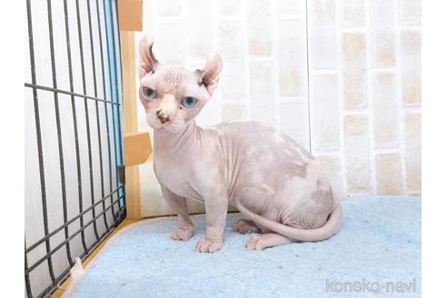 成約済の東京都のその他の猫種-31114の30枚目