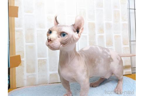 成約済の東京都のその他の猫種-31114の29枚目