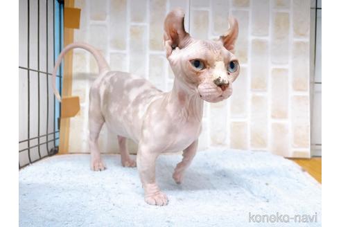 成約済の東京都のその他の猫種-31114の28枚目