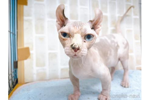 成約済の東京都のその他の猫種-31114の23枚目