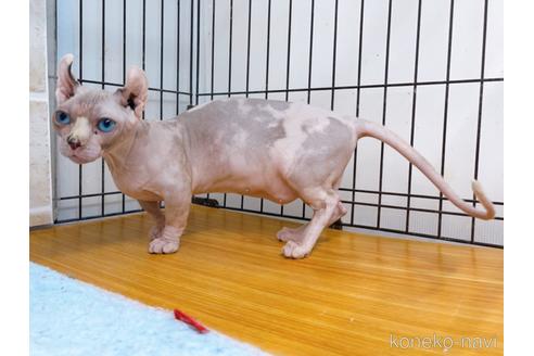 成約済の東京都のその他の猫種-31114の27枚目