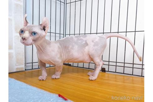 成約済の東京都のその他の猫種-31114の26枚目