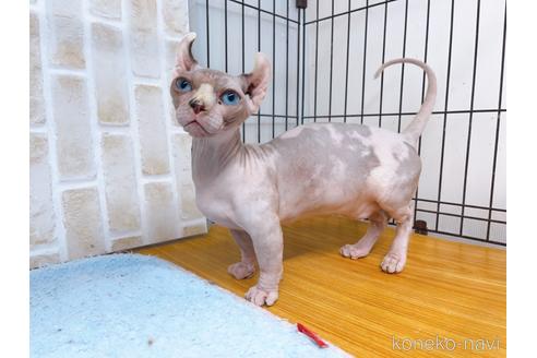 成約済の東京都のその他の猫種-31114の25枚目