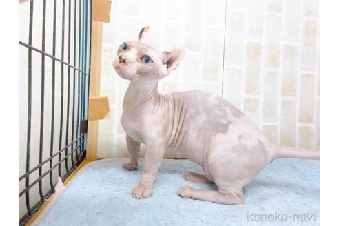 成約済の東京都のその他の猫種-31114の24枚目