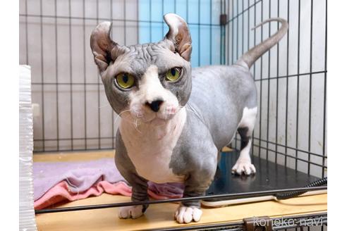 成約済の東京都のその他の猫種-25956