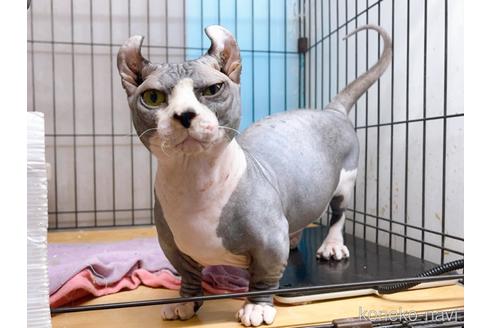 成約済の東京都のその他の猫種-25956の3枚目