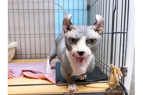 成約済の東京都のその他の猫種-25956の4枚目