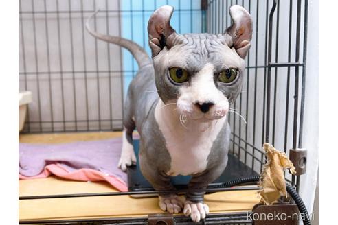 成約済の東京都のその他の猫種-25956の5枚目