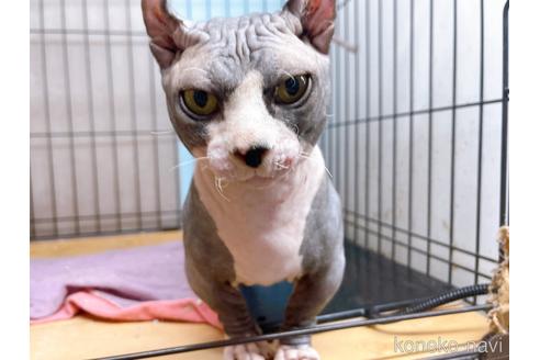 成約済の東京都のその他の猫種-25956の6枚目