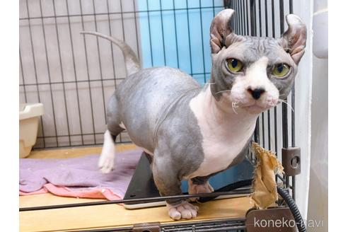 成約済の東京都のその他の猫種-25956の7枚目