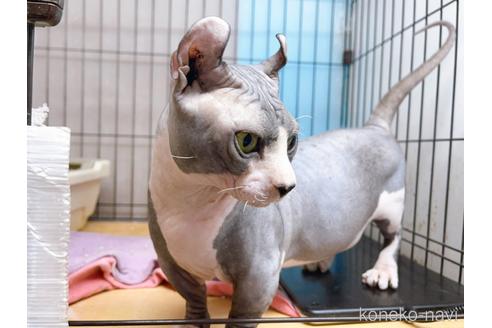 成約済の東京都のその他の猫種-25956の8枚目