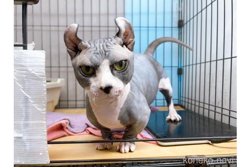 成約済の東京都のその他の猫種-25956の9枚目