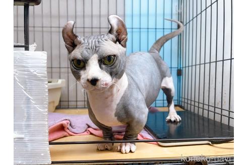 成約済の東京都のその他の猫種-25956の2枚目