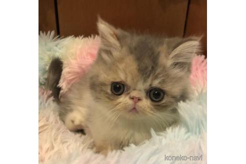 販売中の京都府のエキゾチックショートヘア-46552
