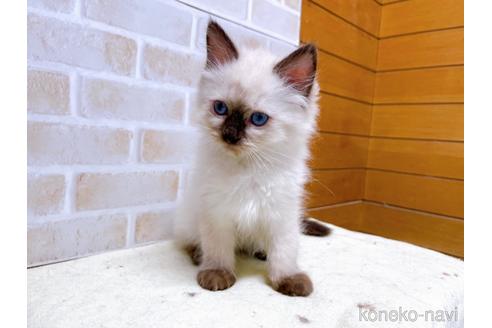 成約済の東京都のラグドール-45321の2枚目