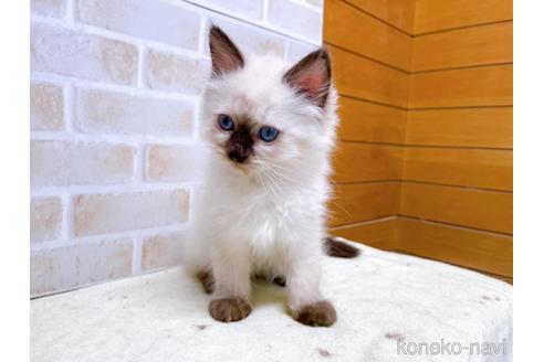 成約済の東京都のラグドール-45321の3枚目