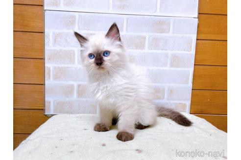 成約済の東京都のラグドール-45321の4枚目