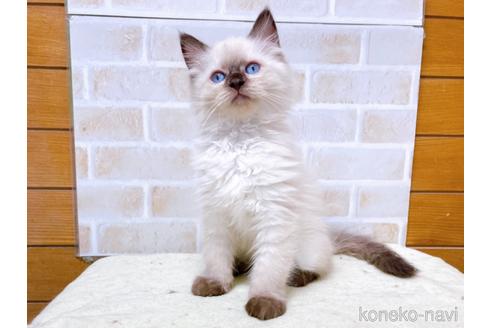 成約済の東京都のラグドール-45321の5枚目