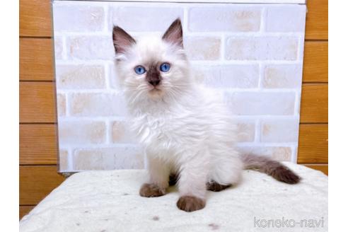 成約済の東京都のラグドール-45321の1枚目