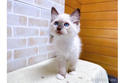 成約済の東京都のラグドール-45314の15枚目