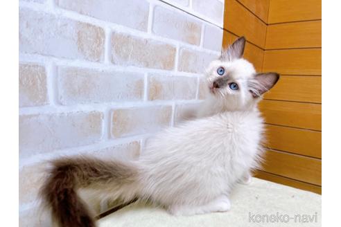 成約済の東京都のラグドール-45314の14枚目