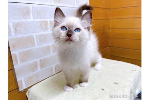 成約済の東京都のラグドール-45314の13枚目