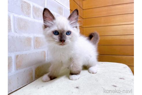 成約済の東京都のラグドール-45314の12枚目