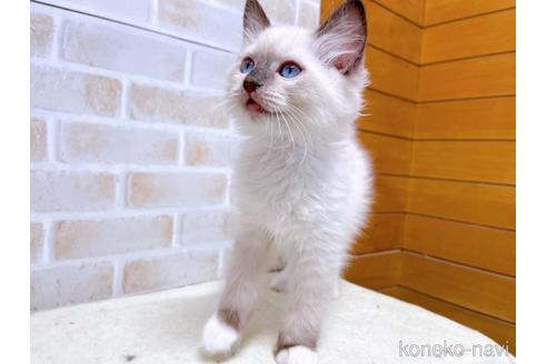 成約済の東京都のラグドール-45314の11枚目