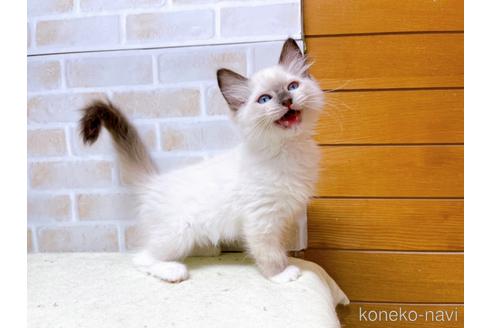 成約済の東京都のラグドール-45314の5枚目