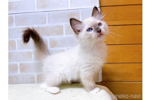 成約済の東京都のラグドール-45314の10枚目