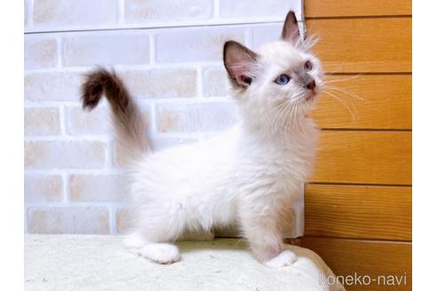 成約済の東京都のラグドール-45314の9枚目