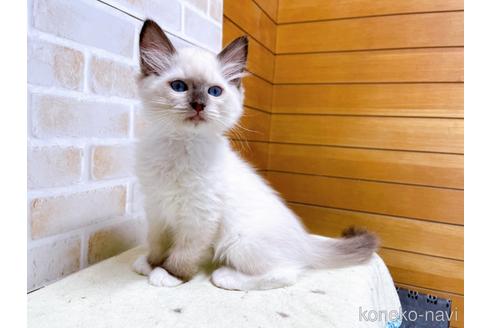 成約済の東京都のラグドール-45314の8枚目