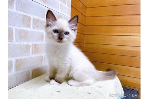 成約済の東京都のラグドール-45314の1枚目