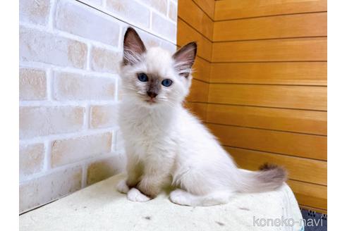 成約済の東京都のラグドール-45314の7枚目