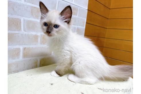 成約済の東京都のラグドール-45314の6枚目