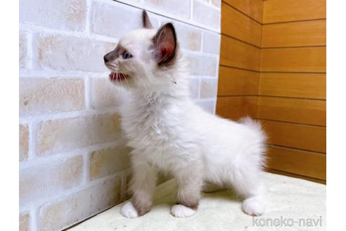 成約済の東京都のラグドール-45314の4枚目