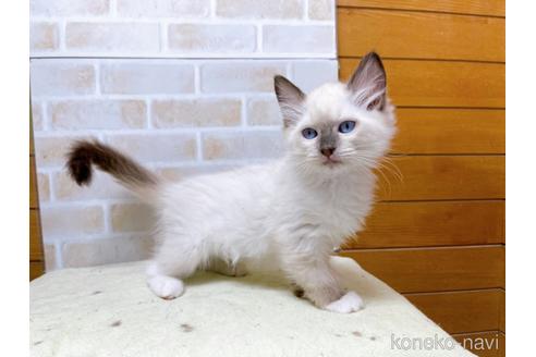 成約済の東京都のラグドール-45314の3枚目