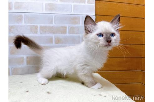 成約済の東京都のラグドール-45314の2枚目