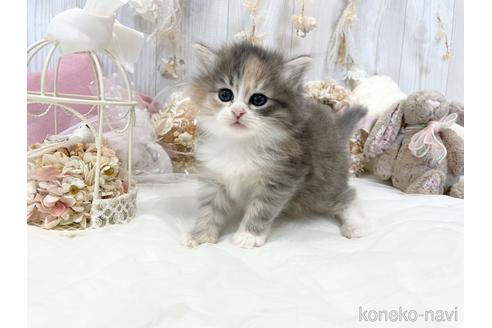 成約済の大阪府のサイベリアン-45892の15枚目